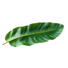 Single Banana Leaf Isolated on a Transparent Background
