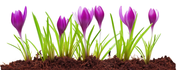 purple crocus flower growing from soil isolated on white or transparent png