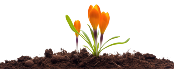 orange crocus flower growing from soil isolated on white or transparent png