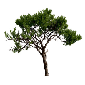 Pinus pinaster, the maritime pine or cluster pine, is a pine tree native to the south Atlantic Europe region and the western Mediterranean. 3d illustration. Isolated for composition. 