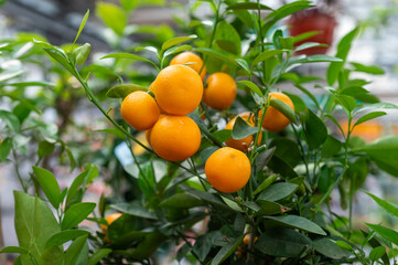 Branch with ripe oranges growing on green leaves in a garden.