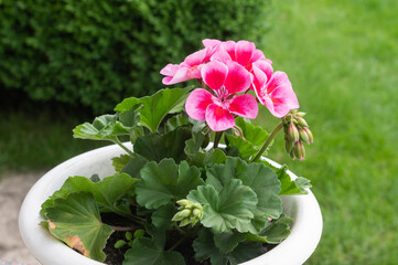 Vibrant Pink Geranium in Outdoor Garden Setting