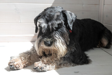 A black and silver Schnauzer. Black Schnauzer dog lying on light wooden floor indoors.