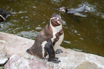 Humboldt penguin standing on a rock near water in a zoo. Wildlife animal photography