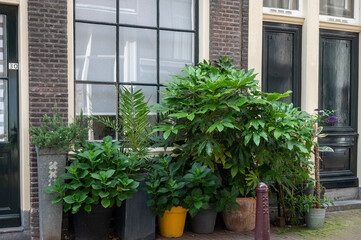 Collection of potted plants against a brick wall in a garden