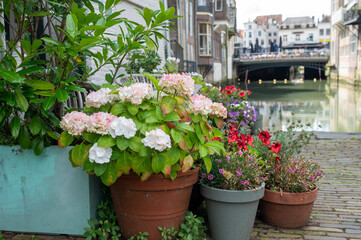 Potted flowers and wooden bench by the canal in European town.