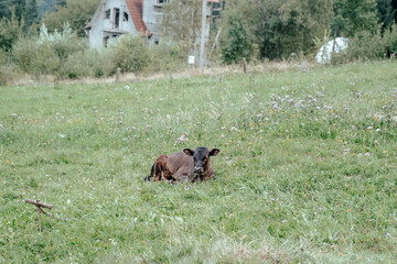 A resting calf peacefully lies in a lush green pasture near abandoned buildings during a serene day in a rural area