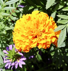 A close view of the orange flower in the garden.
