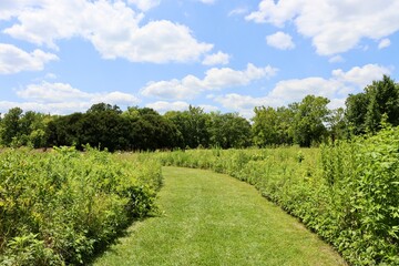 The empty grass path in the tall grass field.