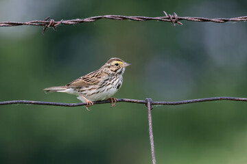 Savannah sparrow Passerculus sandwichensis perched on a barbed wire fence