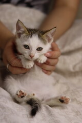 child playing with kitten