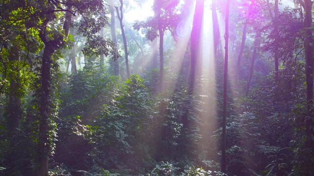 Tropical forest or rainforest. Walk through dense forests as the sun peeks through the trees in summer. Morning sunlight in green forest. Cifor, IPB University Bogor Research Forest, Indonesia.