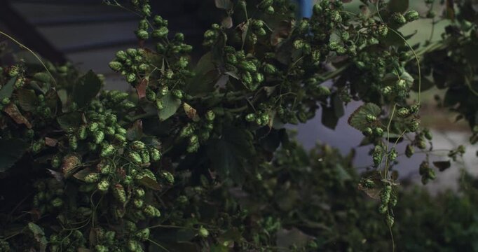 Super slow motion macro of at moment harvested biologic raw hop flowers bunch used for high quality beer production falling on transport line for quality control in ecological craft brewery at 1000 fp