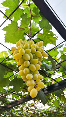 Grape harvesting in garden