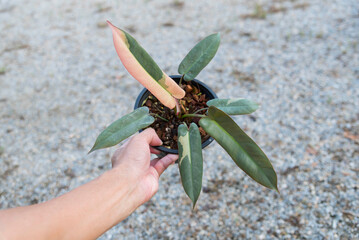 Closeup to Philodendron Atabapoense varigated rare plant in the pot 