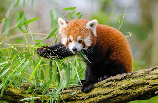 red panda in the forest