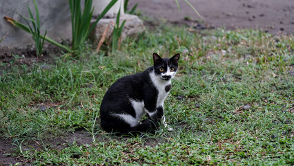 Black and White Cat outdoors is looking at the camera