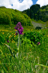 Broad-leaved marsh orchid, Heart-shaped orchid (Dactylorhiza cordigera / Dactylorhiza majalis subsp. cordigera) - Biogradska Gora, Montenegro