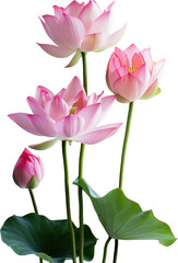 Fototapeta premium Pink lotus flowers bloom.