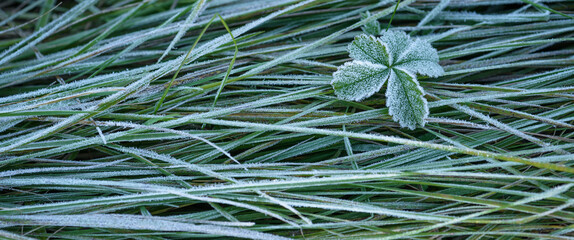 GROUND FROST - Cold frost on green grass and on the leaves of a small plant