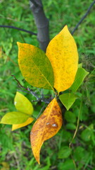 autumn leaves on the jackfruit
