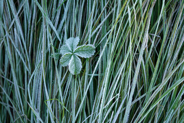 GROUND FROST - Cold frost on green grass and on the leaves of a small plant