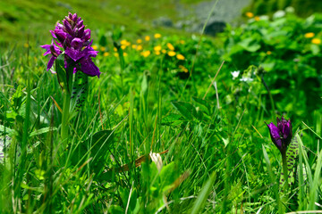 Herz- Fingerwurz / Breitblättriges Knabenkraut (Dactylorhiza cordigera / Dactylorhiza majalis subsp. cordigera) - Biogradska Gora, Montenegro
