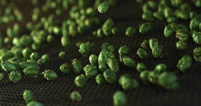 Super slow motion macro of at moment harvested biologic raw hop flowers used for high quality beer production falling on transport line for quality control in ecological craft brewery at 1000 fps.