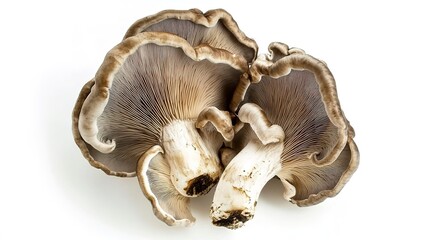 Fototapeta premium organic turkey tail mushroom in white background 