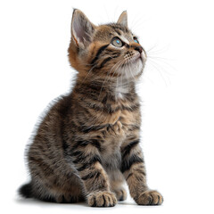 Fototapeta premium A cute little brown fluffy furry cat watching looking up on white background isolated. 