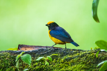 Orange-bellied Euphonia - Euphonia xanthogaster black and yellow bird in finch family Fringillidae, found in South America, subtropical or tropical moist lowland forest and moist montane forest. 