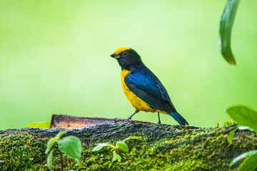 Orange-bellied Euphonia - Euphonia xanthogaster black and yellow bird in finch family Fringillidae, found in South America, subtropical or tropical moist lowland forest and moist montane forest. 