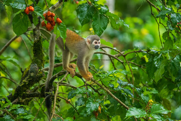 The Central American squirrel monkey (Saimiri oerstedii), also known as the red-backed squirrel monkey, is a squirrel monkey species from the Pacific coast of Costa Rica and Panama © Miroslav Srb