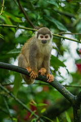 Obraz premium The Central American squirrel monkey (Saimiri oerstedii), also known as the red-backed squirrel monkey, is a squirrel monkey species from the Pacific coast of Costa Rica and Panama