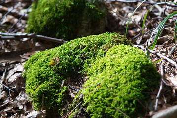 A stunning landscape of lush moss carpeting the forest floor beneath towering trees, creating a...