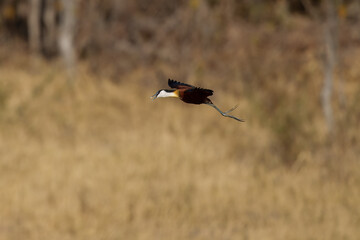 African Jacana (Actophilornis africanus) flying in a field of Water Lilies in a cove in the Chobe river between Namibia and Botswana