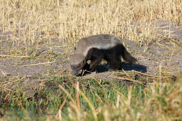 The honey badger, or Mellivora capensis, is a small but fierce mammal native to Africa, the Middle East, and parts of Asia. Known for its tenacity and courage, the honey badger has a stout body.