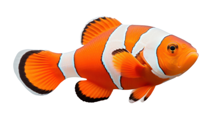 PNG Clown fish swimming animal white background.
