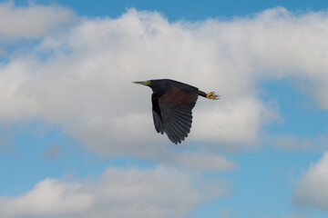 Rufous-bellied Heron, Ardeola rufiventris in flight.