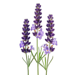 Obraz premium flowers isolated on white background