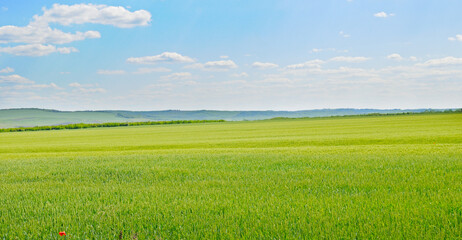 Green wheat field and blue cloudy sky.