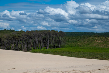 la forêt des Landes vue de la dune