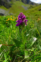 Broad-leaved marsh orchid, Heart-shaped orchid (Dactylorhiza cordigera / Dactylorhiza majalis subsp. cordigera) - Biogradska Gora, Montenegro