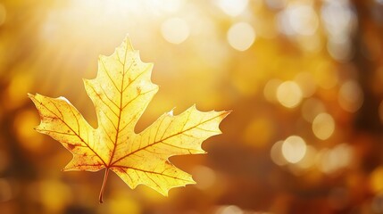 Golden Autumn Leaf with Soft Light Background