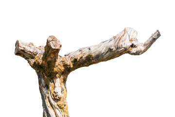 tree trunk isolated on white