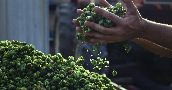 Super slow motion close up of farmer controlling with his hands at the moment harvested biologic raw hop flowers used for high quality beer production in ecological craft brewery at 1000 fps.