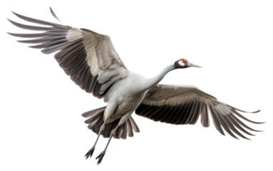 PNG Crane bird animal flying.