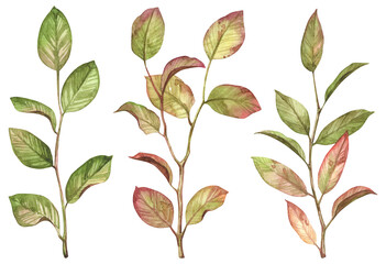 Autumn leaves and branches on white background. Watercolor hand-drawn green and brown fall leaves. Detailed botanical aquarelle illustration
