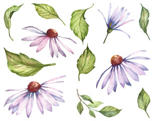 Set of watercolor hand-drawn echinacea flowers and green leaves on white background. Realistic botanical illustration for wedding cards, stationery, textile design