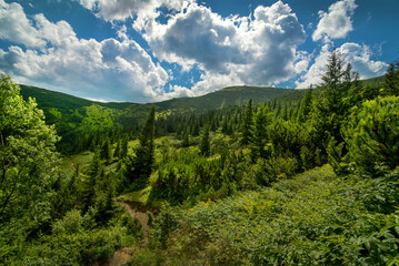 Obraz premium Beautiful pine trees on background high mountains.